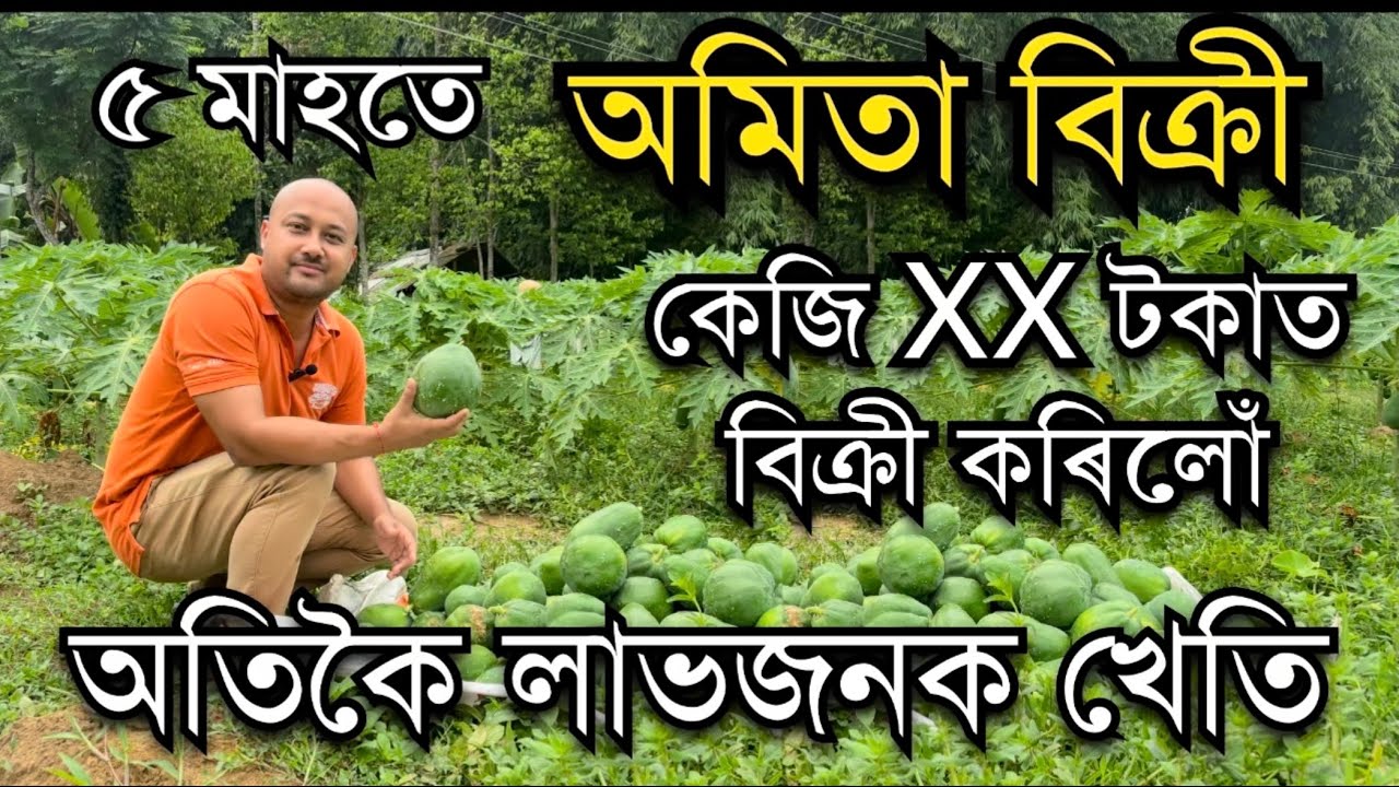 ৫ মাহতে টকা ঘটিব পৰা অমিতা খেতি।Papaya Farming। Amita Kheti। Red Lady papaya Farming in Assam