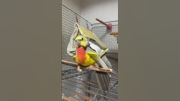 Lutino cockatiel and African love bird cross breeding #explore #birds #cocketiel #talesoftiels #vlog