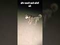 डॉग पालने वाले लोगों को #straydogs #animalcare #dogrescue #trending #viral