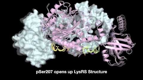 Structural Switch of Human LysRS from Translation to Transcription - part 2