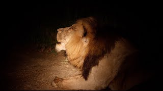 Mighty Pride Male Roars in the Dead of Night! (Red Road)