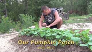 Pumpkin Patch (June 2013)