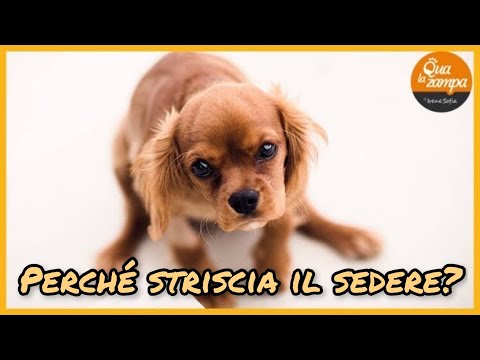 Video: Perché il mio cane continua a scavare in un punto?