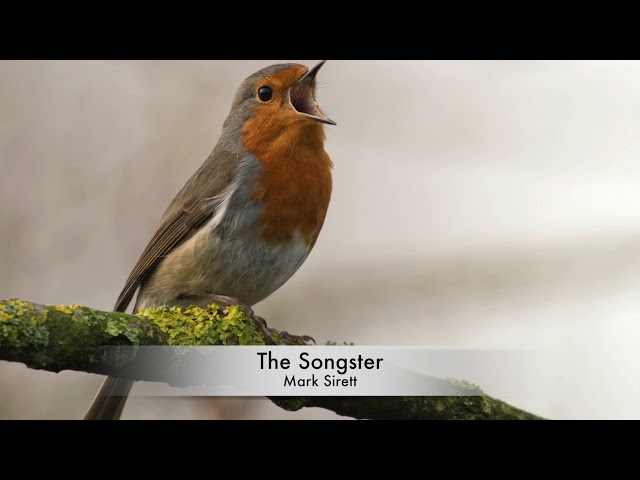 'The Songster' by Mark Sirett class=