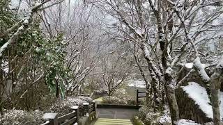 宜蘭太平山持續降冰霰 遊客上山欣賞銀色世界