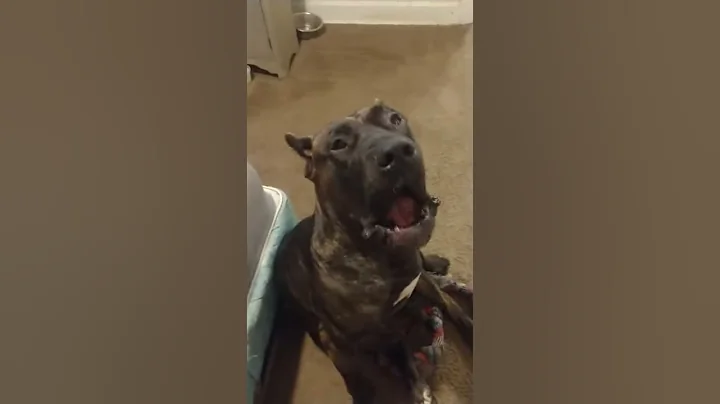 Huge dog is angry with me throws tantrum