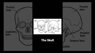 All parts of The Skull||Question Bank??||#short