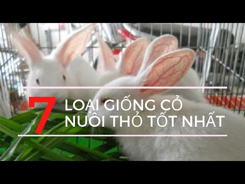 Video: Thực vật kháng thỏ - Một số loại cây mà Thỏ không ăn