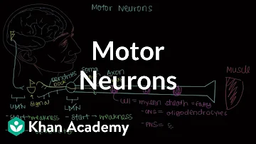 What is true about alpha motor neurons?