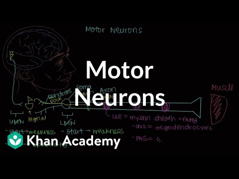 மோட்டார் நியூரான்கள் | தசை-எலும்பு அமைப்பு உடலியல் | NCLEX-RN | கான் அகாடமி