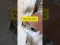 Pneumatic Debris Removal Machine