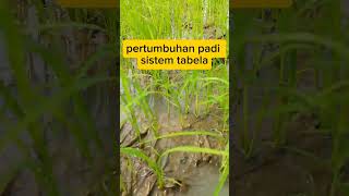 pertumbuhan padi sistem tabela