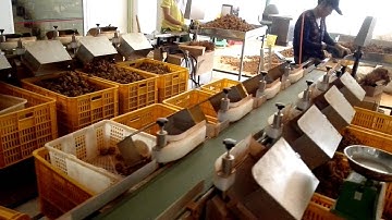 Notoginseng weight sorting machine from Zhuhai Dahang factory in china