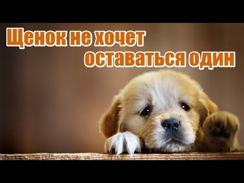 48. Щенок не хочет оставаться один. Щенок скулит в одиночестве