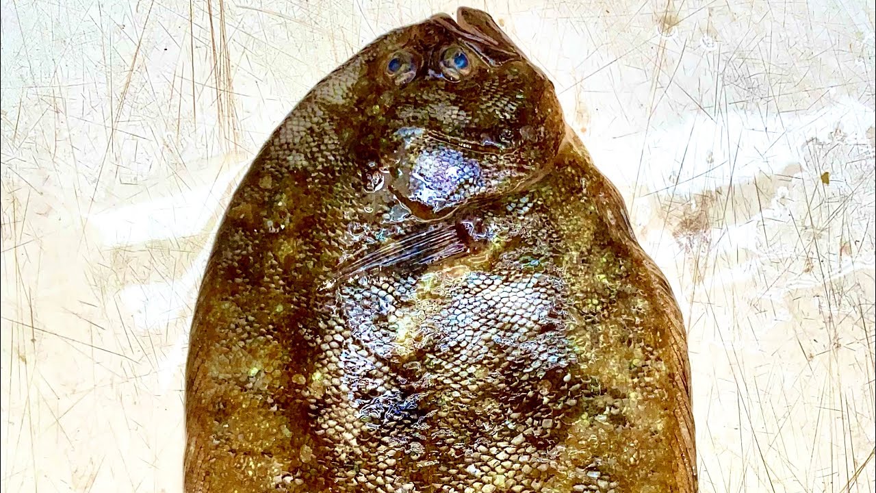 "Uncovering the Mysterious Tonguefish: Unique Features & Aquatic Habits"