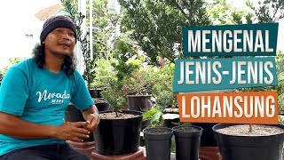 Mengenal Jenis-Jenis Lohansung Bersama Mas Catur Mataram Bonsai Dari Sleman Yogyakarta