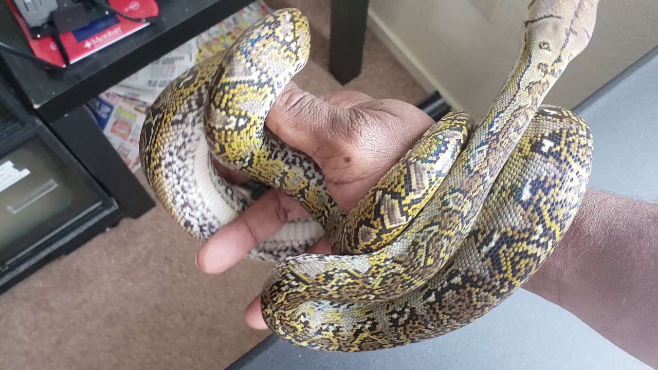 Marble Reticulated python/Updates🐍😁 - YouTube