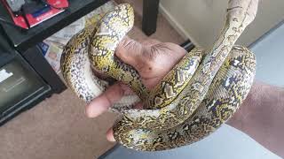 Famous Marble Reticulated python/Updates๐๐ Profile