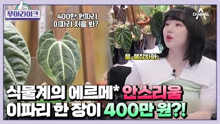 (식집사들 집중!!) 식물에 전 재산 탕진?! 400만 원짜리 이파리 안스리움 컬렉터🌱 | 푸어라이크 6 회