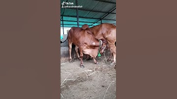 #mira# krishna dairy farm#