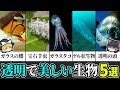 【ゆっくり解説】美しい！まるでガラス細工のような透明の生き物たち５選〔おもしろ動物雑学〕