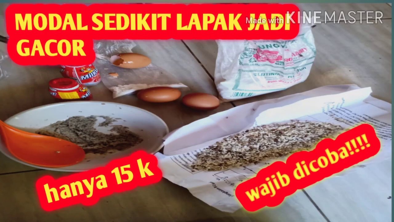 Racikan umpan putih ikan mas||cocok untuk lomba dan harian