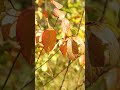 Осень #nature #природныепейзажи #wildlife #природныепейзажи #лесной #flowers #naturelovers