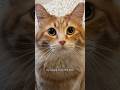 Maybe his mind control does work  cat cute funny animals