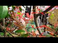 No.053_レッドロビン生垣をぐっと低くする 180406・