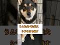 うんち食べた後の柴犬の表情が草　#shibaken #dog #犬のいる暮らし