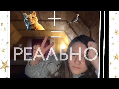 Как подружить КОТА с ПОПУГАЕМ ?