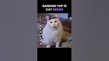 Top 10 Cat memes 😂