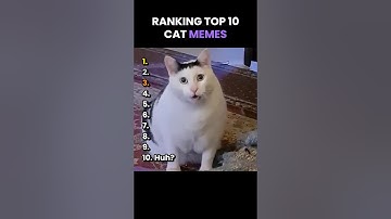 Top 10 Cat memes 😂