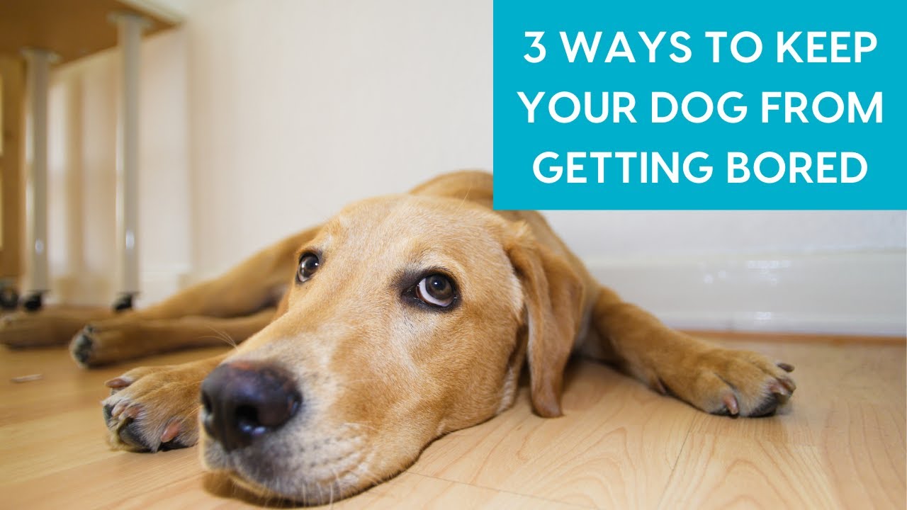 5 Ways to Prevent Dog Boredom