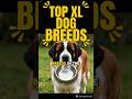 TOP XL DOG BREEDS in the WORLD 2025 🌎 Best Good Recommended X- Large Big Dogs for First Time Owners!