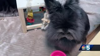 Pet Connection: May 8, 2025