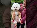 #Cut Puppy🐶,#Dog Lover Pet Happiness#Baby #hugpet Beautifully #heartlove