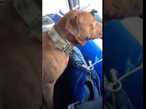 air-horn-prank-on-my-dog
