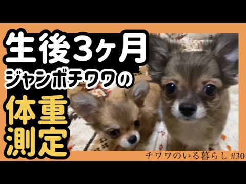 【子犬チワワの体重】生後３ヶ月ジャンボチワワの体重測定。【チワワのいる暮らし #30】