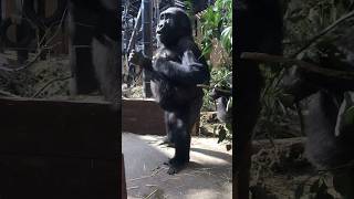 Gorilla⭐️ゴリラ【6歳のゲンタロウのドラミング♪】Six-year-old Gentaro&#39;s drumming. #shorts