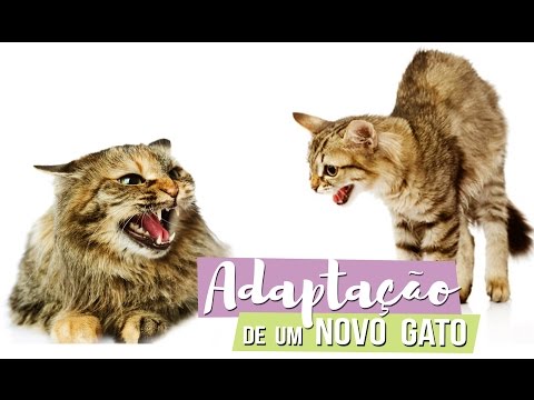 Vídeo: Como Fazer Gatos Amigos