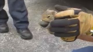 Baby squirrels rescued in St. Johns County with help from Fire Rescue crew