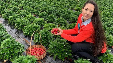 Onde o morango é produzido é processado?