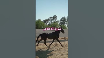 سورة الاخلاص Surat Al-Ikhlas | قرٱن كريم| #الشيخ  #المصحف #اكسبلور #قرآن