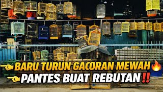 Download Lagu BENER² SINTING ‼️STOK BARU MENDARAT DI KIOS KECIL INI 😱 SEMUA GACOR DOR, PANTES BUAT REBUTAN MP3