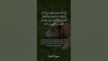 67 سورة البقرة: التلاوة المعبرة مع الترجمة الإنجليزية