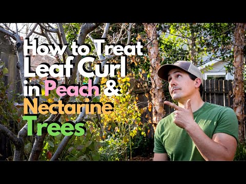 Video: Nectarine Fruit Tree Spraying - Իմացեք Fruit Tree Spray For Nectarines-ի մասին