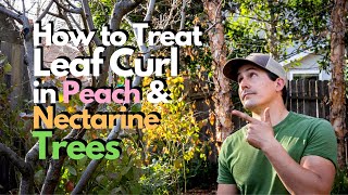 How to Treat Leaf Curl in Peach and Nectarine Trees