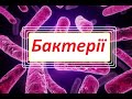 Особливості будови та процесів життєдіяльності бактерій