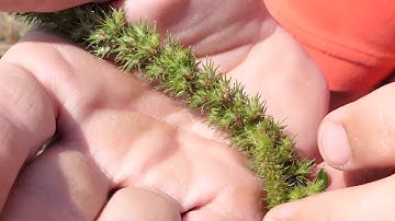 Late Season Identification of Flowering Pigweeds